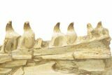 Mosasaur Jaw With Twenty Teeth - Oulad Abdoun Basin, Morocco #195777-5